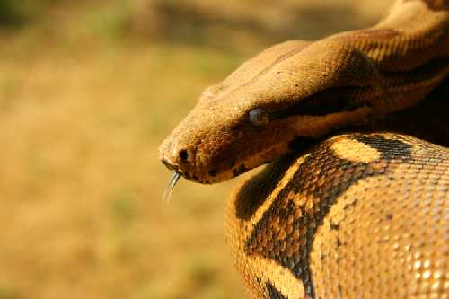 סוכות 022.jpg
