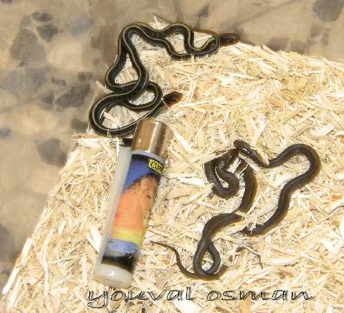ביריות (2).jpg
