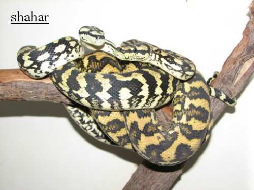 Morelia%20spilota%20variegata.jpg