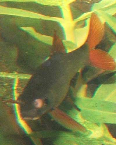 DSCF4787.JPG