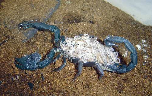 h_swammerdami(f)_babies.jpg