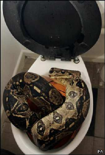 _40919706_snake300[1].jpg