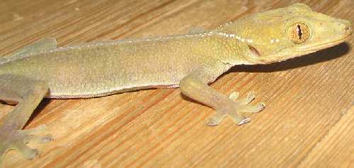 v.gecko 002.jpg