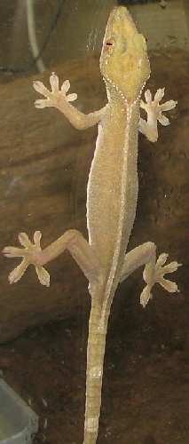 v.gecko 001.jpg