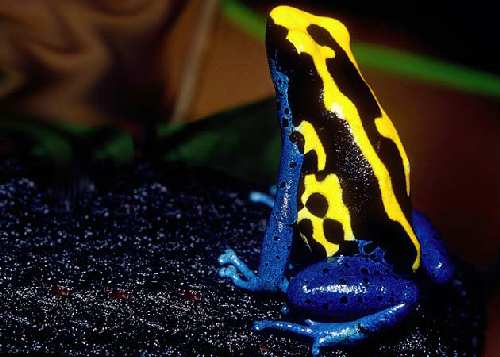 frog.jpg