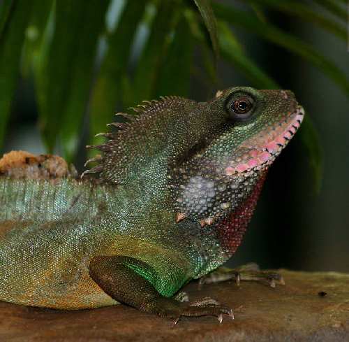 613px-Chinese_water_dragon_(Physignathus_cocincinus)_Aalborg_Zoo.jpg