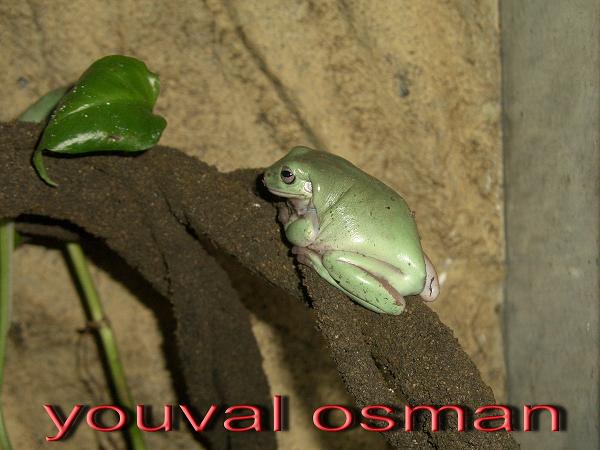 אילנית1.jpg