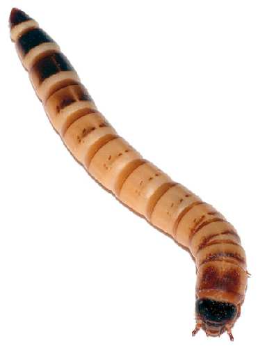 445px-Zophobas_morio_larva_-_top_%28aka%29.jpg