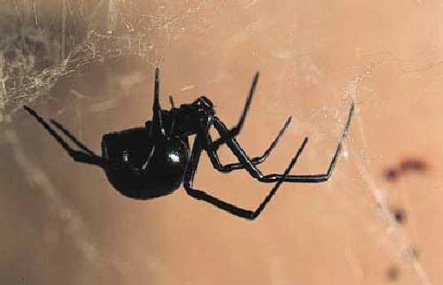 Latrodectus%20variolus.jpg