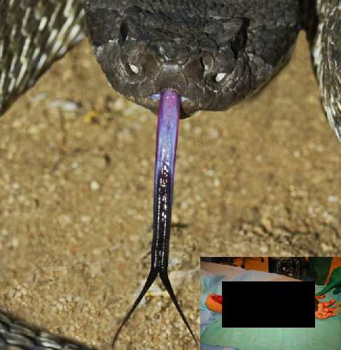 tn[1].jpg