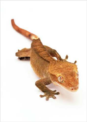crested3.jpg