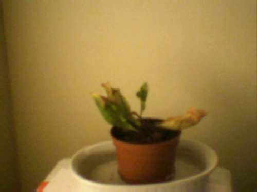Picture 37.jpg