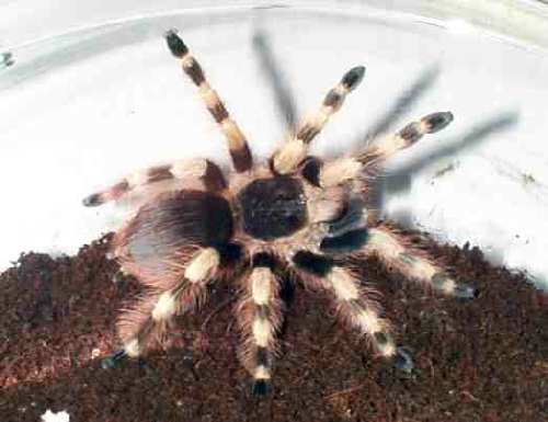 B-colloratvillosum.jpg