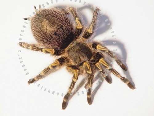 grammostola.jpg