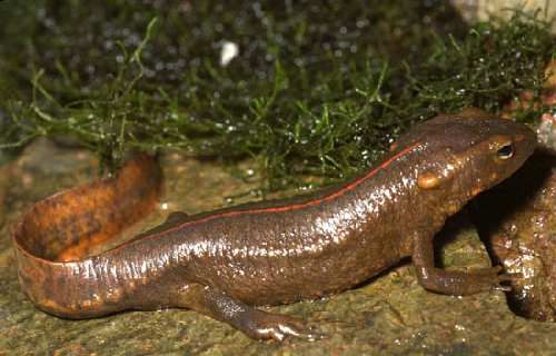 hknewt.jpg