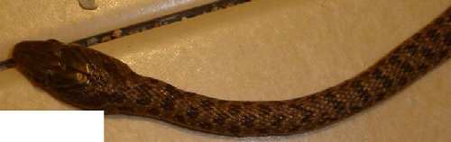 snake2.JPG