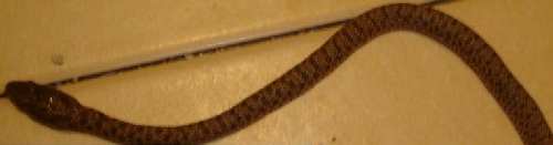 snake1.JPG