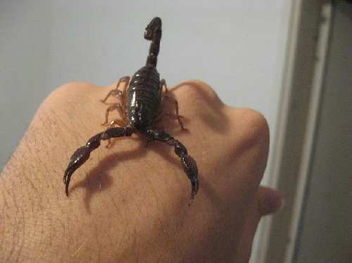 Animals 004.jpg