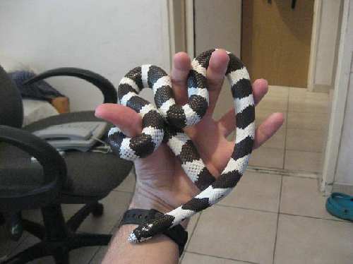 Animals 003.jpg