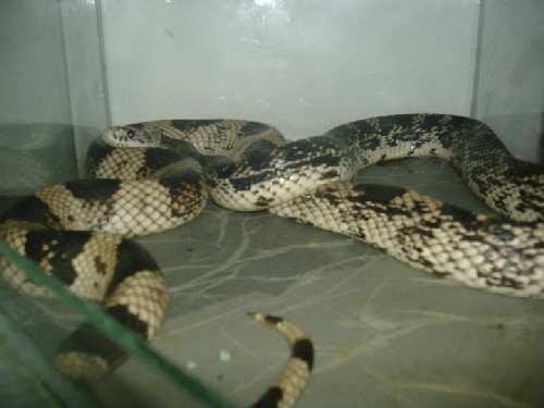 payen snake.JPG
