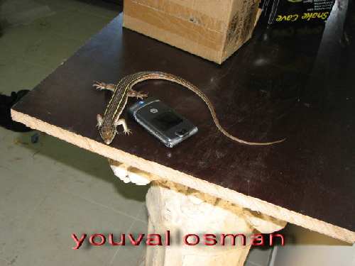 צהוב גרון.jpg