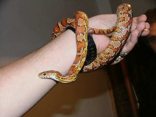 2007_1204snakes0011.JPG