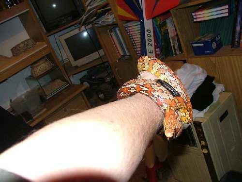 2007_1204snakes0010.JPG