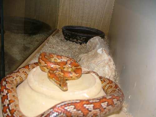 2007_1204snakes0003.JPG
