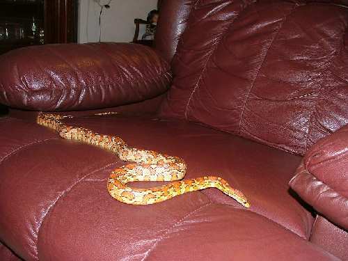 2007_1204snakes0017.JPG