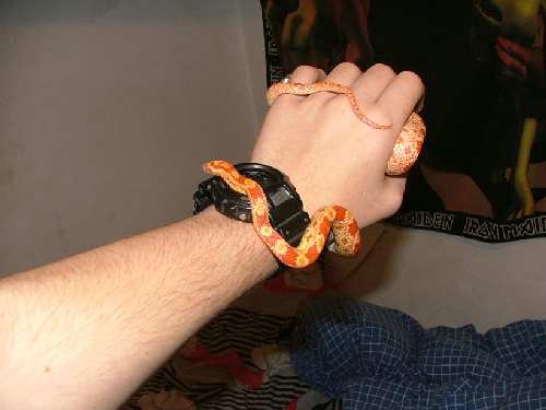 2007_1204snakes0038.JPG