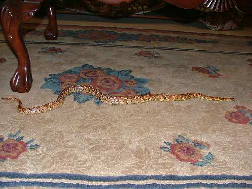 2007_1204snakes0031.JPG