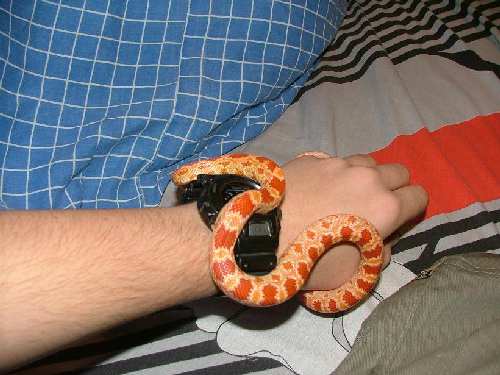2007_1204snakes0042.JPG
