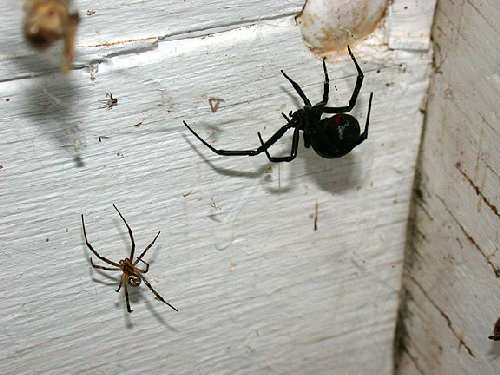 BlackWidow8.jpg