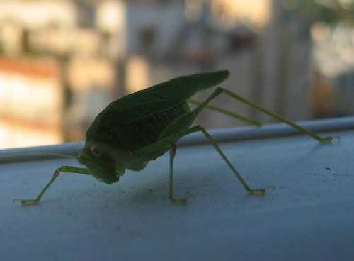 IMG_2585.JPG