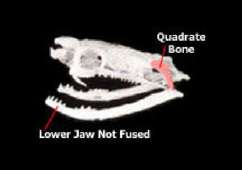 ill_snake_jaw2.jpg