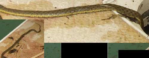 snakill1.jpg