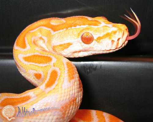 albino_bg17_1280.jpg