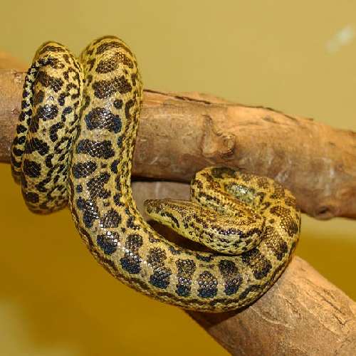 600px-Anaconda_jaune_34.jpg