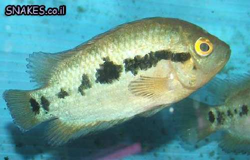 DSCF1605.JPG