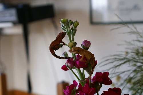 PICT0475.JPG