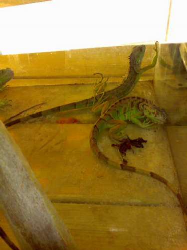 tiguana.jpg