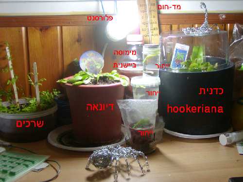 תמונה לפורום צמחים.jpg