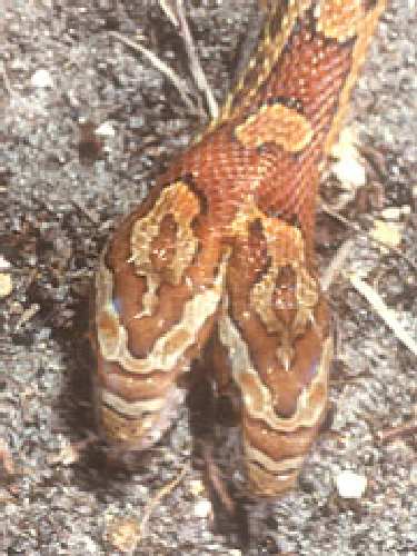 0313_twoheadsnake.jpg