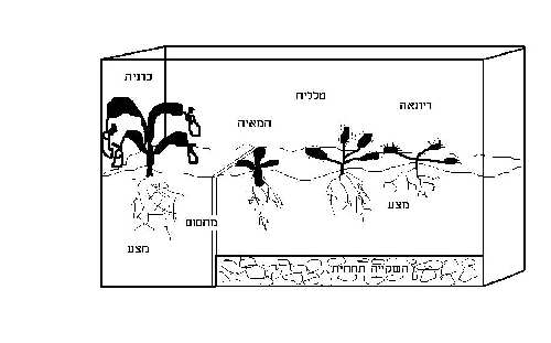 תכנון טרריום.JPG