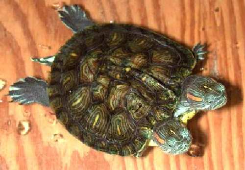 030823_025851-960_2headturtle3.jpg