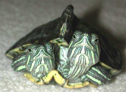030823_025743-956_2headturtle.jpg