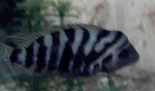 IMAG0034.JPG