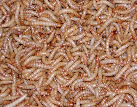 mealwormsbigpic.jpg