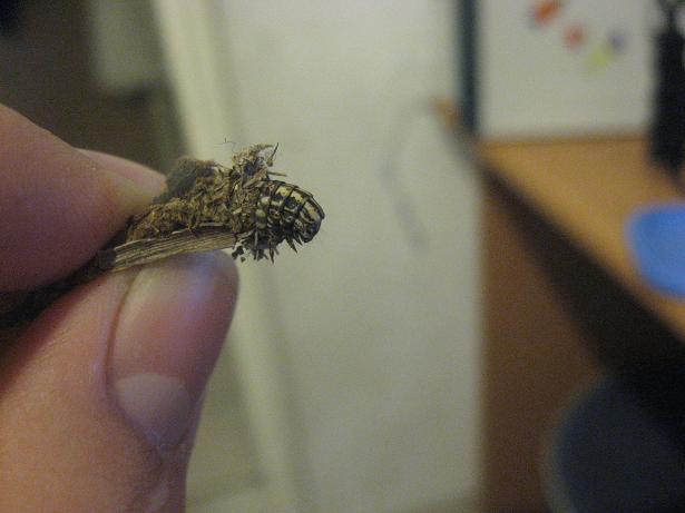 Picture 011.jpg