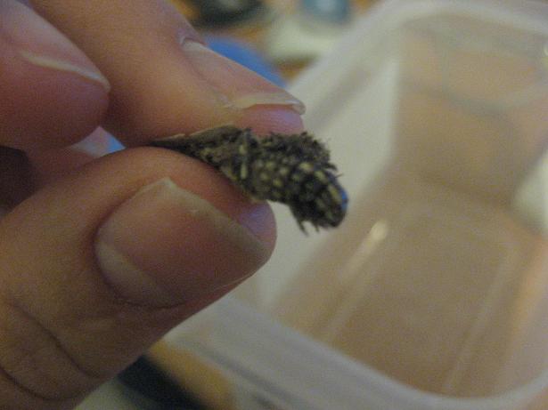 Picture 012.jpg